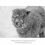 “Single Winter Sheep” Photography by Angela Blackman ©